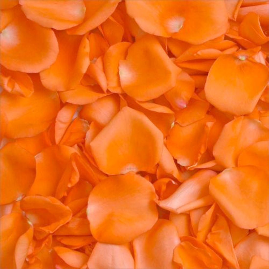 200 Orange Rose Petals | Real Fresh | $12.99 | Boo Bear Factory