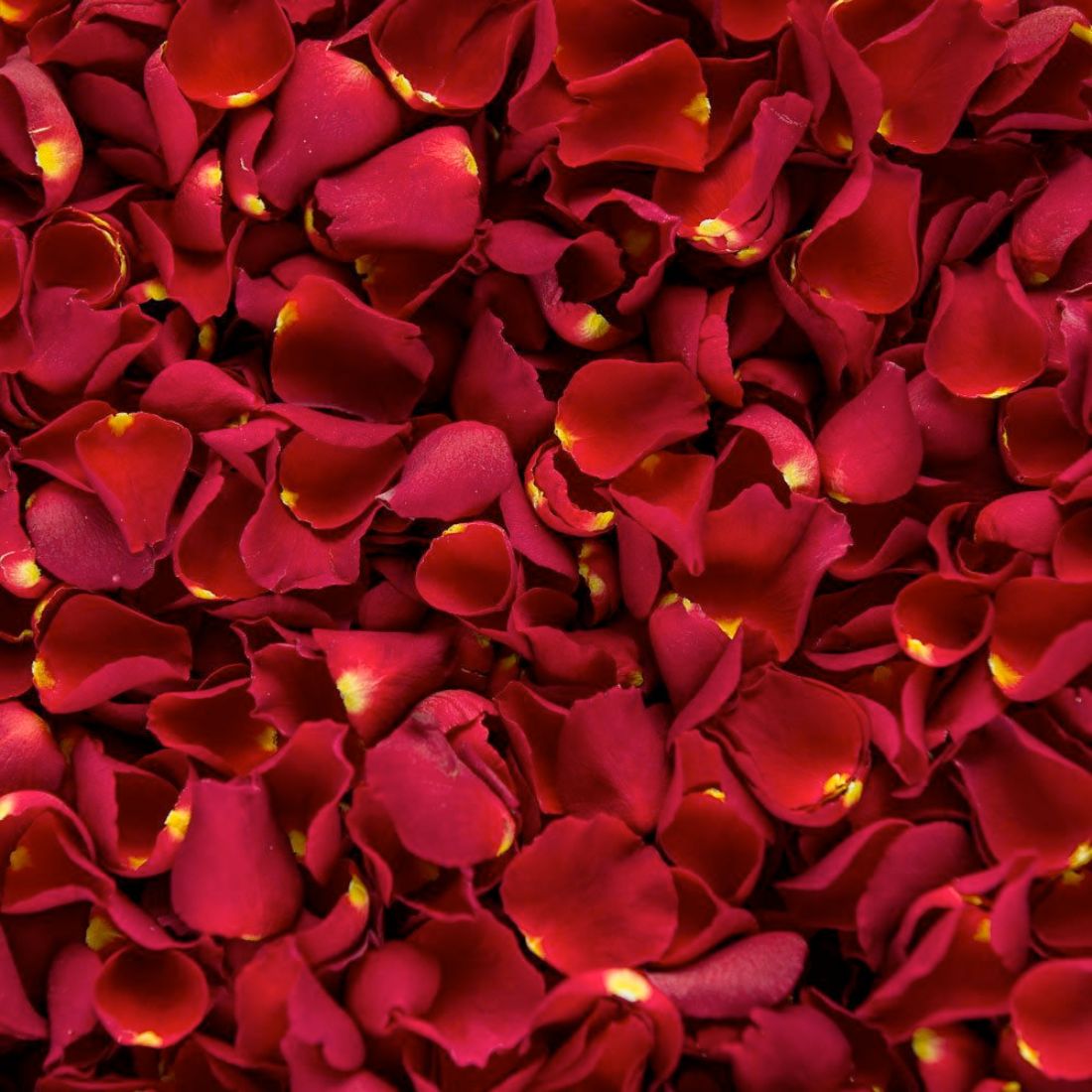 200 Red Rose Petals | Real Fresh | $12.99 | Boo Bear Factory