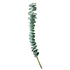 Baby Blue Eucalyptus | 5 Stems | Real Filler Fresh | $12.99 | Boo Bear Factory