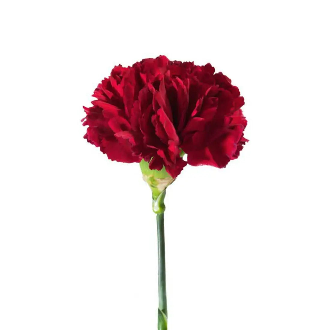 Burgundy Carnation Filler Flowers