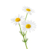 Chamomile Flower | 5 Stems | Real Filler Flowers | $12.99 | Boo Bear Factory