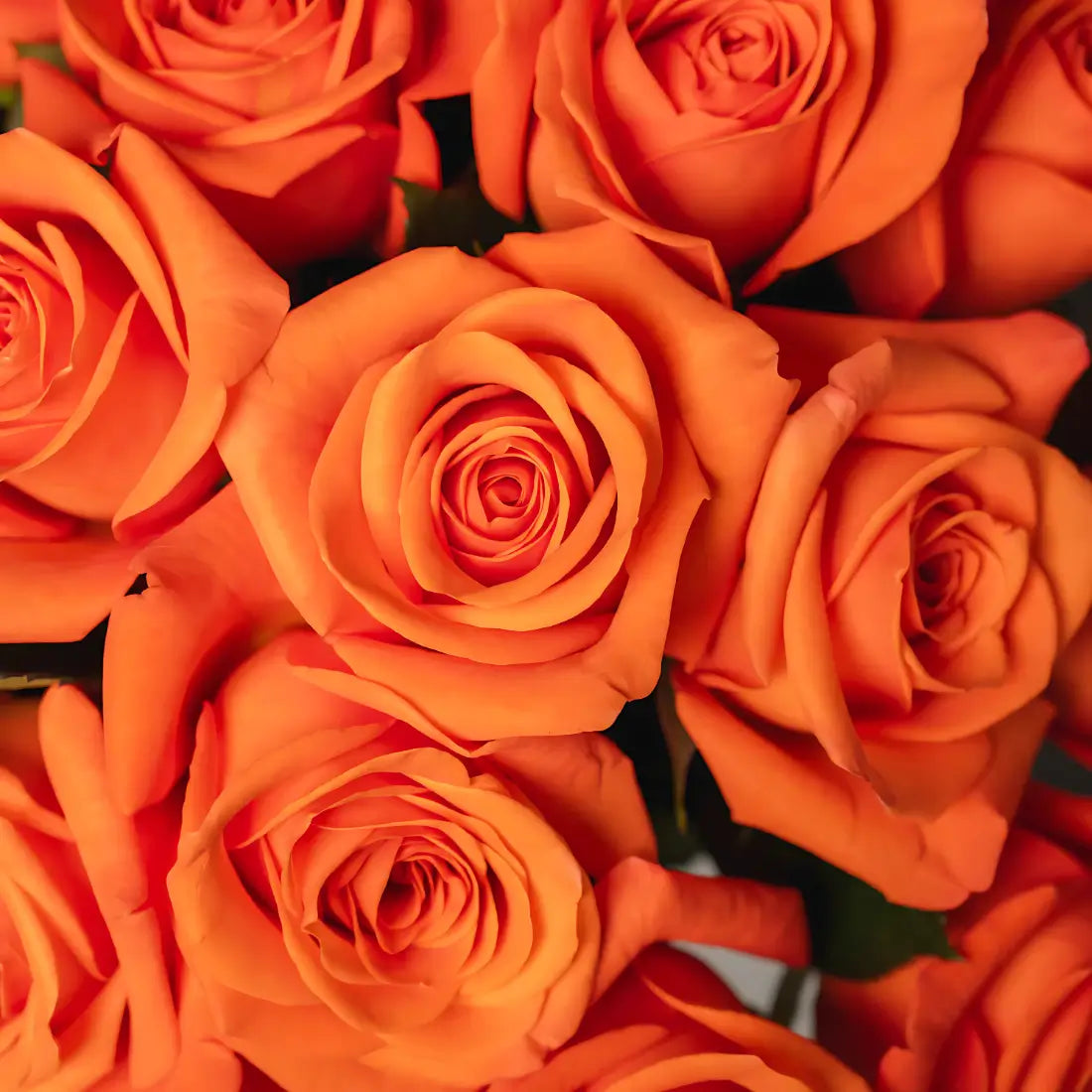 Fresh Orange Roses