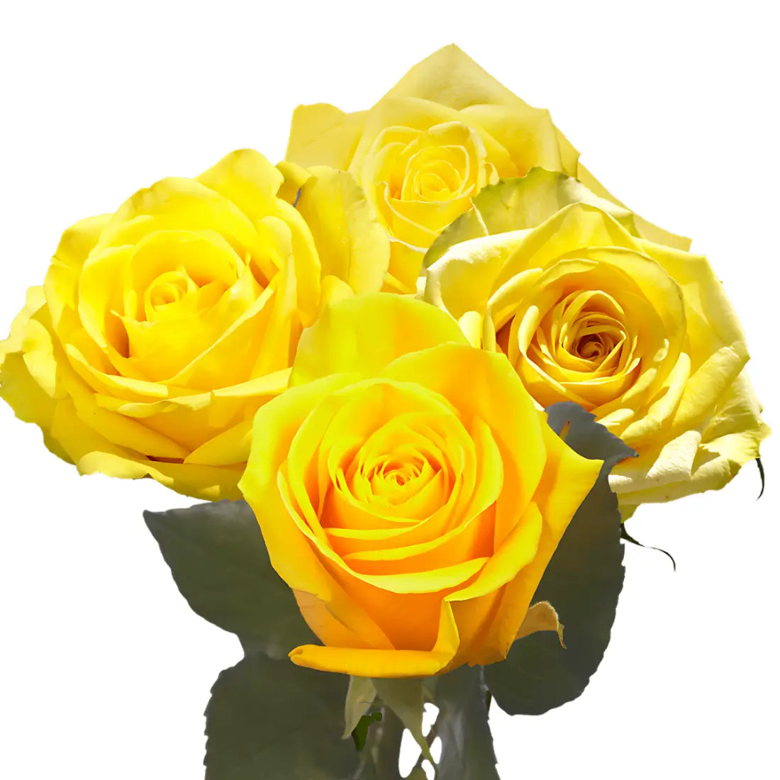 Fresh Yellow Roses