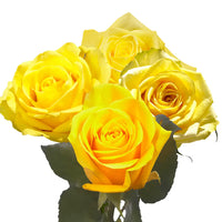 Thumbnail for Fresh Yellow Roses