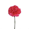 Hot Pink Carnation Flower | 5 Stems | Real Filler Flowers | $12.99 | Boo Bear Factory