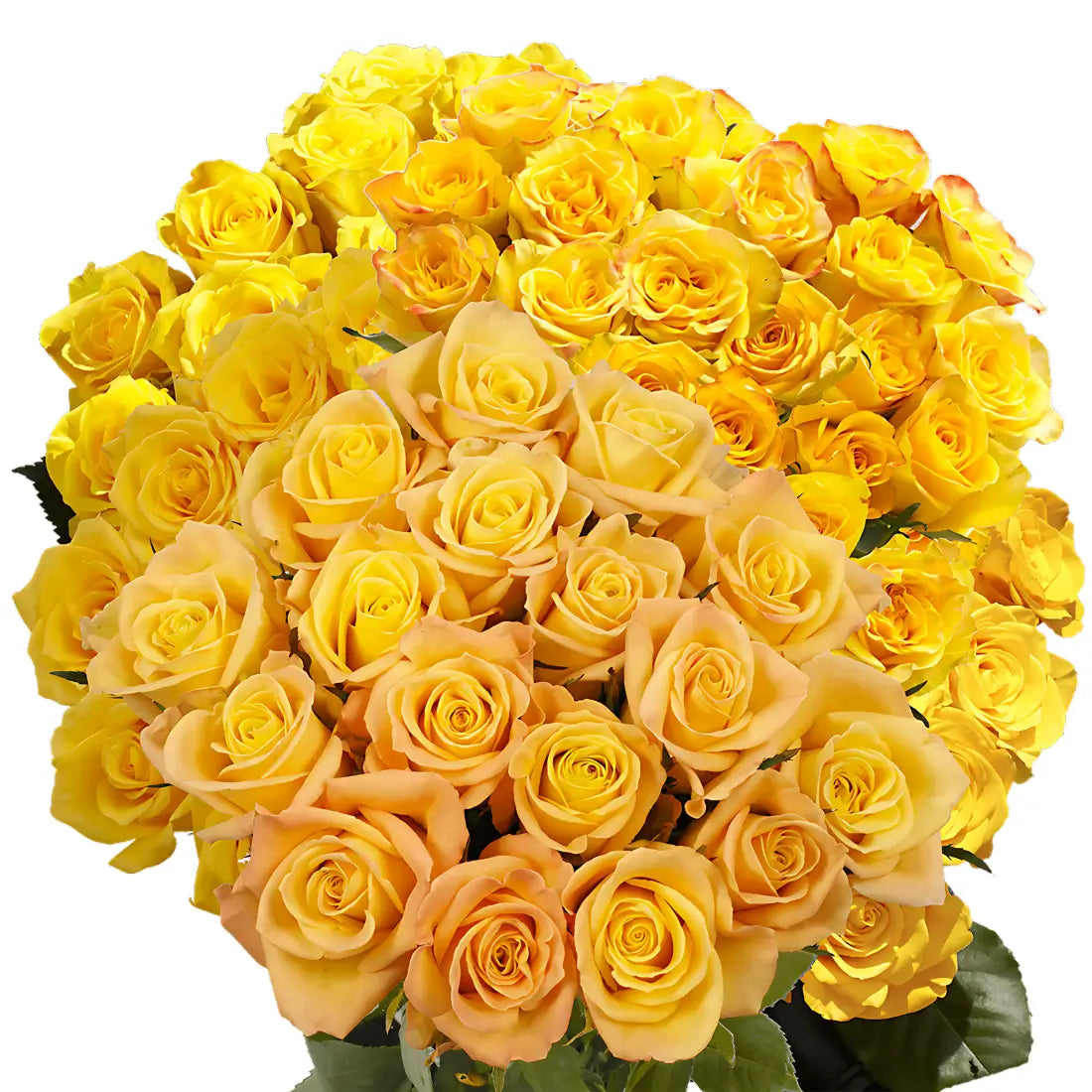 Yellow Roses – Fresh & Vibrant Yellow Roses Blooms