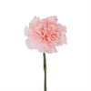 Light Pink Carnation Flower | 5 Stems | Real Filler Flowers | $12.99 | Boo Bear Factory