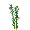 Myrtle | 5 Stems | Real Filler Flowers | $12.99 | Boo Bear Factory