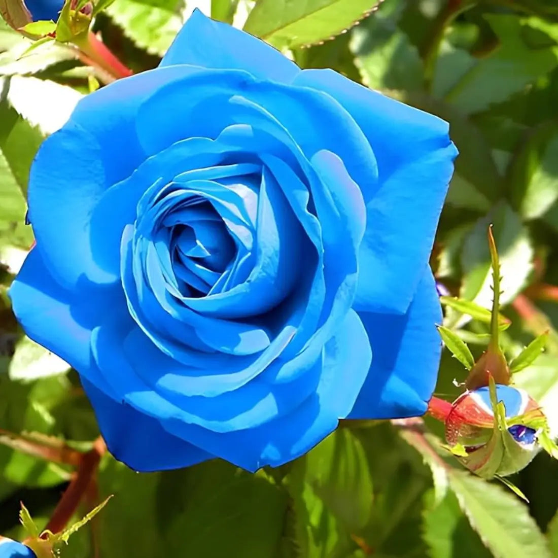 One Dozen Blue Roses