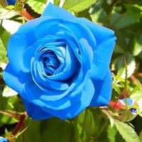 Thumbnail for One Dozen Blue Roses