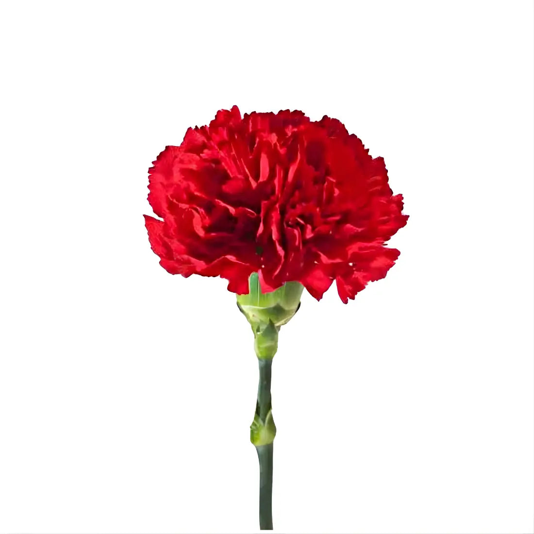 Red Carnation Filler Flowers