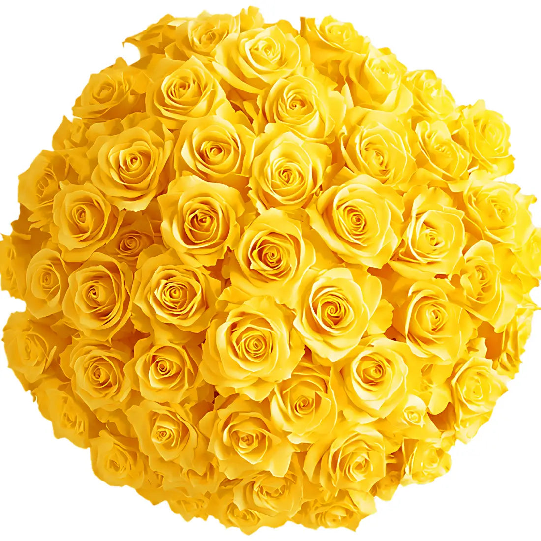 Stunning Yellow Roses – Fresh & Vibrant Blooms