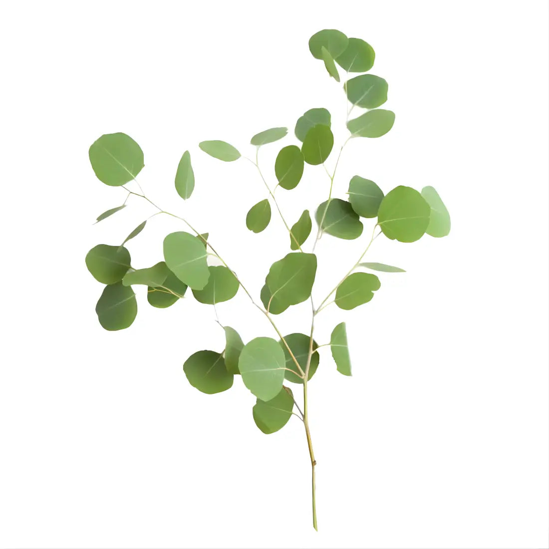 Silver Dollar Eucalyptus Filler Flowers