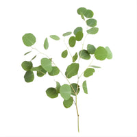 Thumbnail for Silver Dollar Eucalyptus Filler Flowers