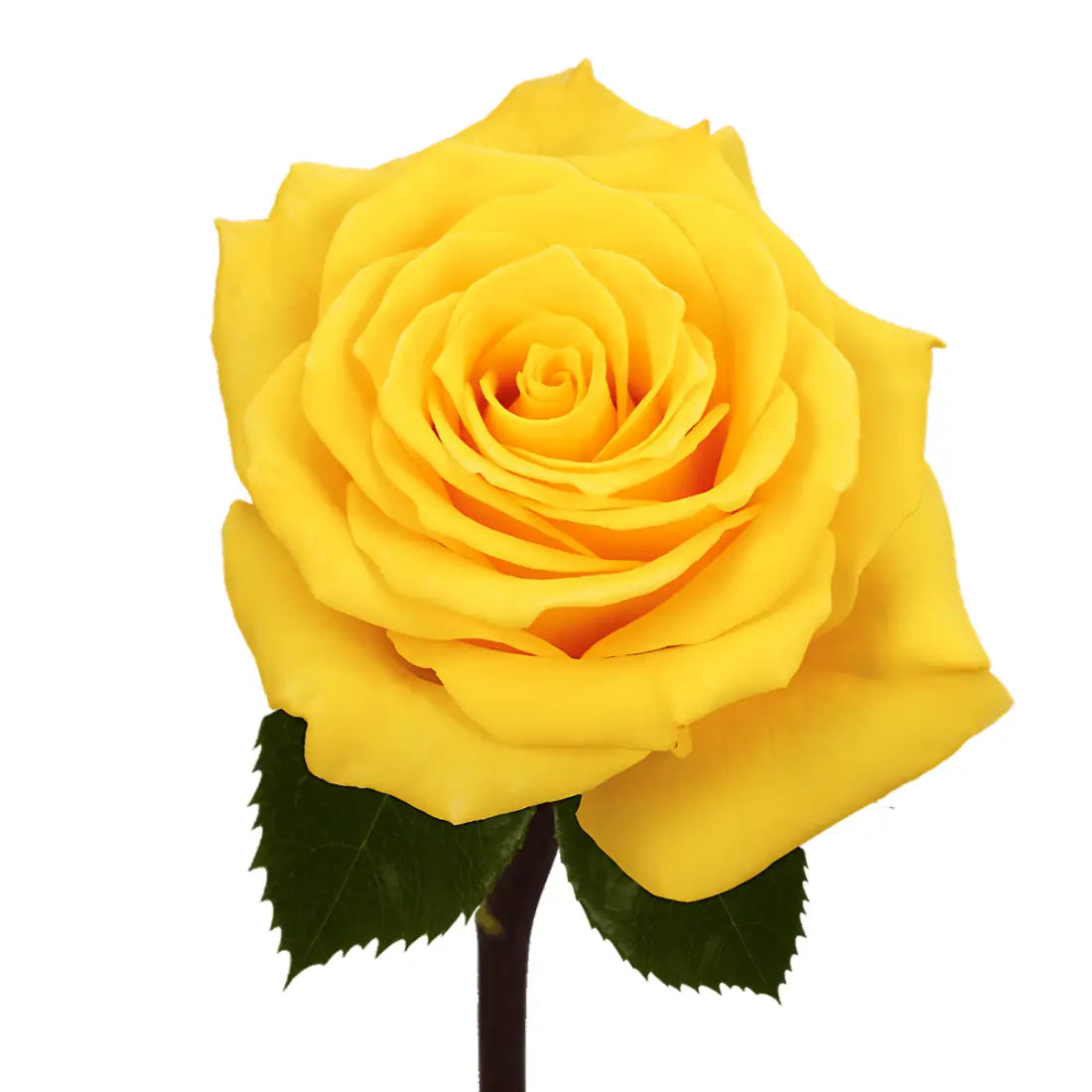 Solid Yellow Roses