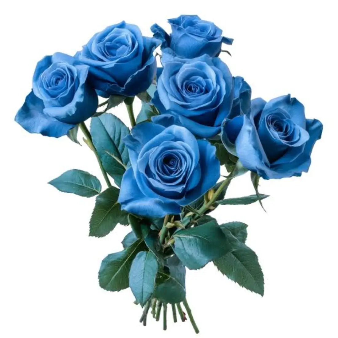 Two Dozen Blue Roses