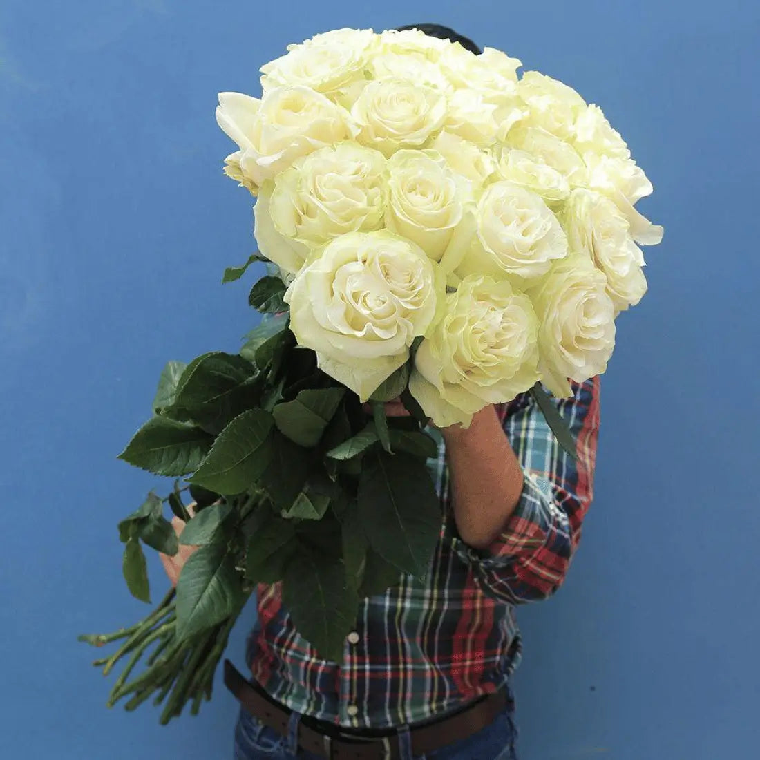 White Explosion Long Stem Roses