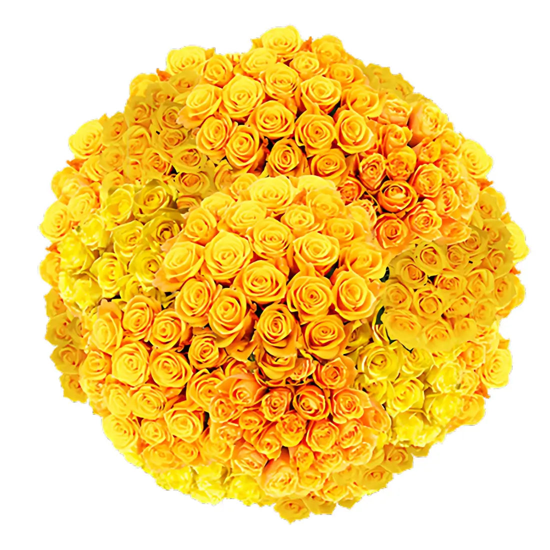 Stunning Yellow Roses – Fresh & Vibrant Blooms