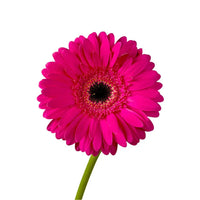 Thumbnail for Hot Pink Gerbera Filler Flowers
