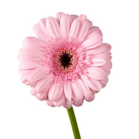 Thumbnail for Light Pink Gerbera Filler Flowers