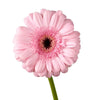 Light Pink Gerbera | 2 Stems | Real Filler Flowers | $11.99 | Boo Bear Factory