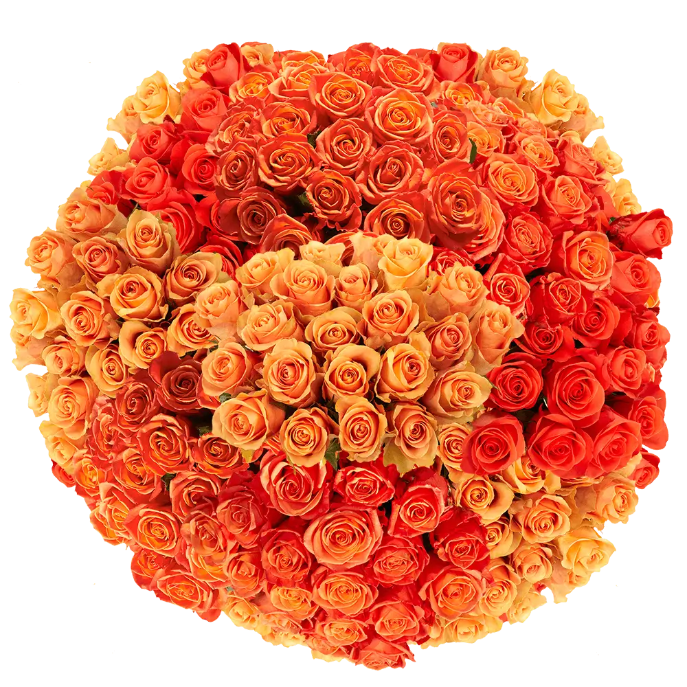 Orange Roses | Harvested Fresh, and Ready to Last