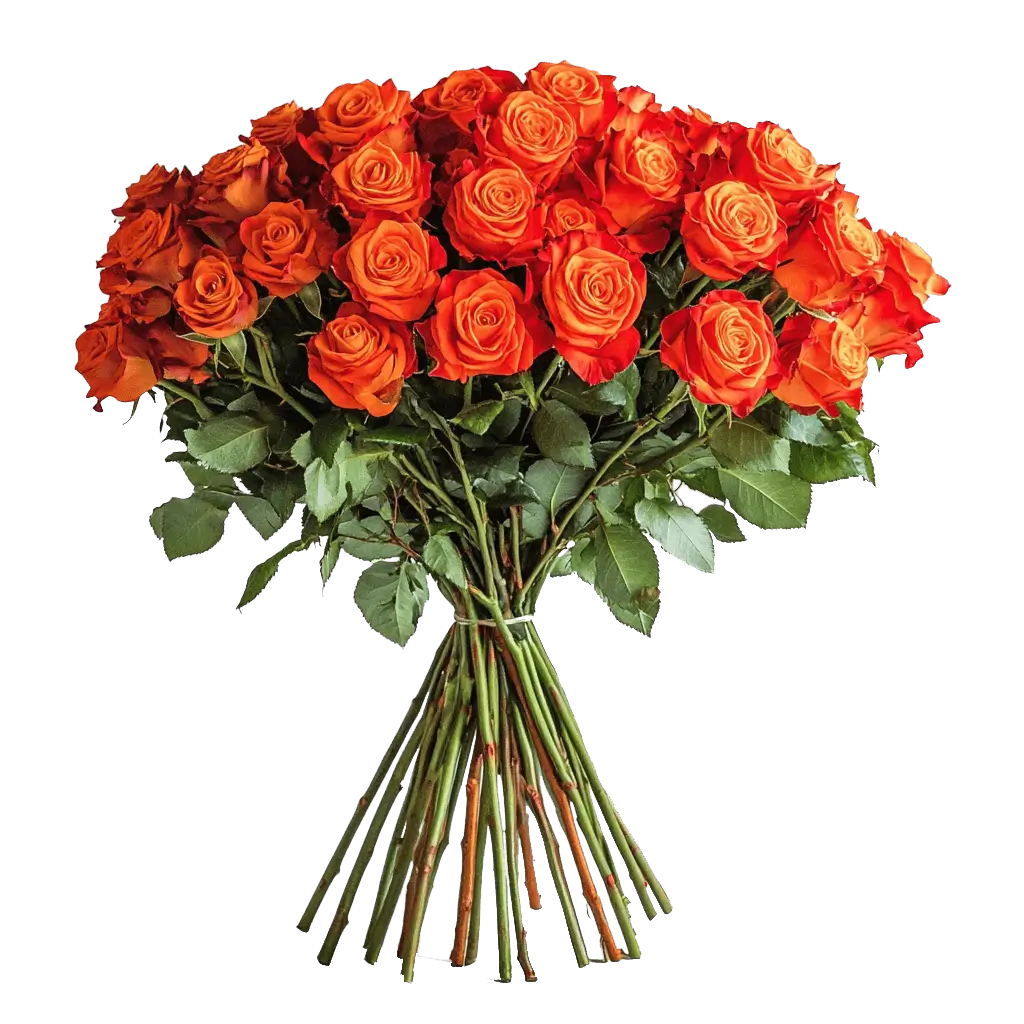 Orange Roses