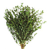Parvifolia Eucalyptus | 3 Stems | Real Filler Fresh | $12.99 | Boo Bear Factory