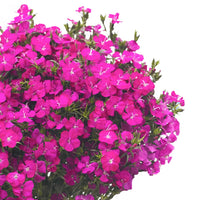 Thumbnail for Purple Dianthus Filler