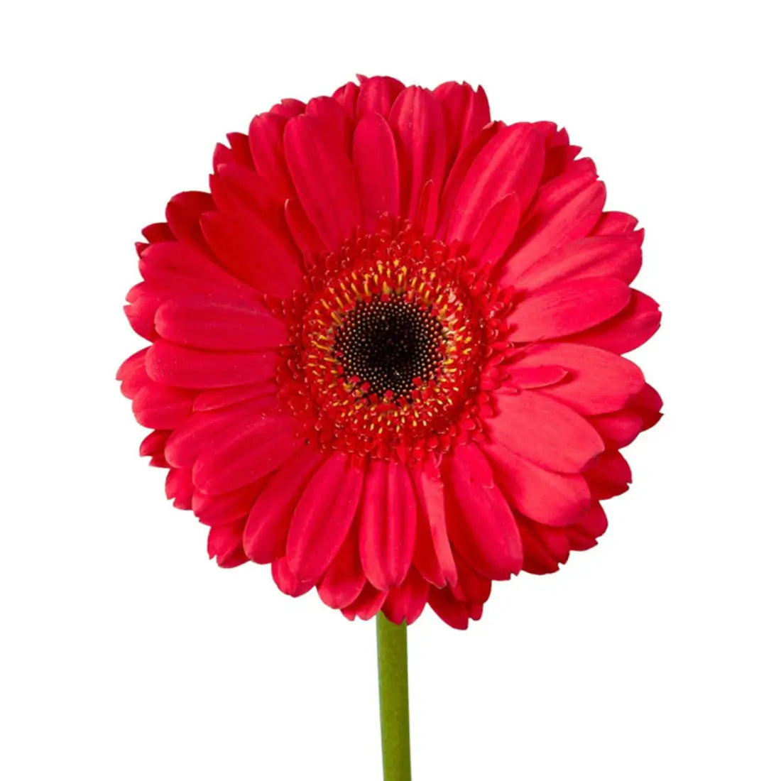 Red Gerbera Filler Flowers