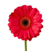 Red Gerbera | 2 Stems | Real Filler Flowers | $11.99 | Boo Bear Factory