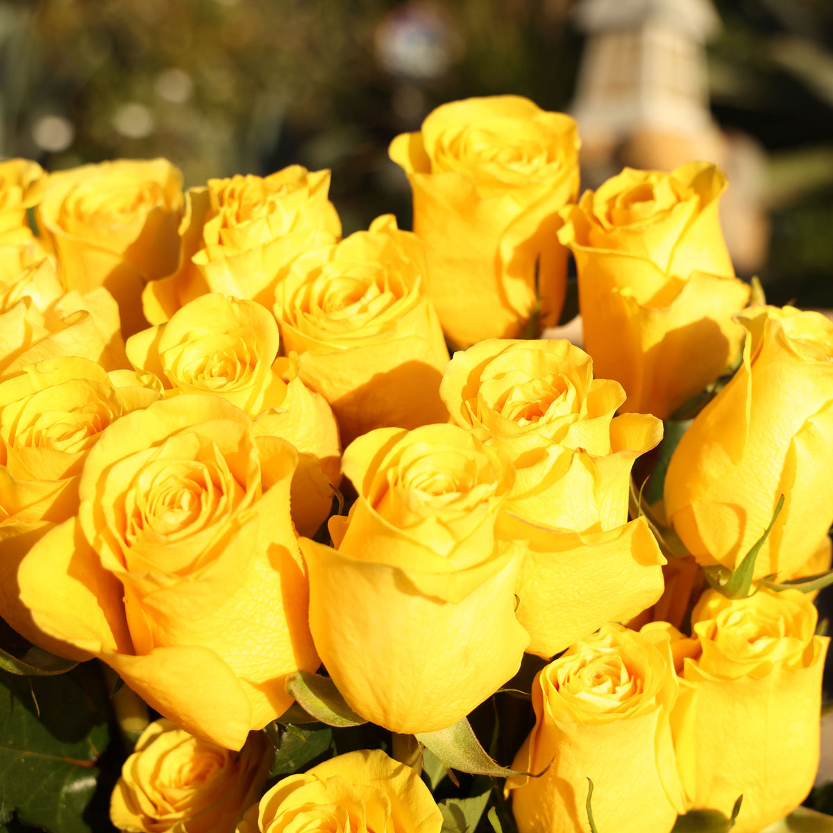 Yellow Roses – Fresh & Vibrant Yellow Roses Blooms - Boo Bear
